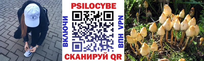наркота  Жердевка  Псилоцибиновые грибы Magic Shrooms 